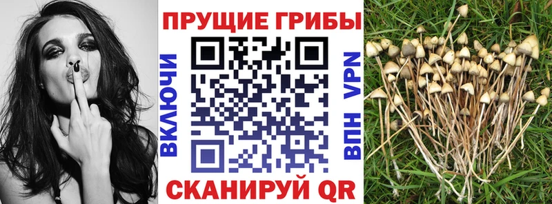 Галлюциногенные грибы Cubensis  купить закладку  Буй 